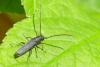 Phytoecia cylindrica